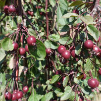 Zierapfel Royal Beauty Stammhöhe 120cm