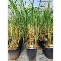 China Schilf Malepartus C5
