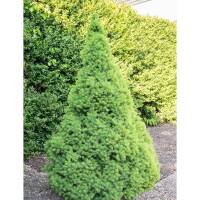 Zuckerhut-Fichte 30-35cm