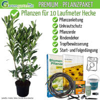 Kirschlorbeer Caucasica 100-125cm - Pflanzpaket für...
