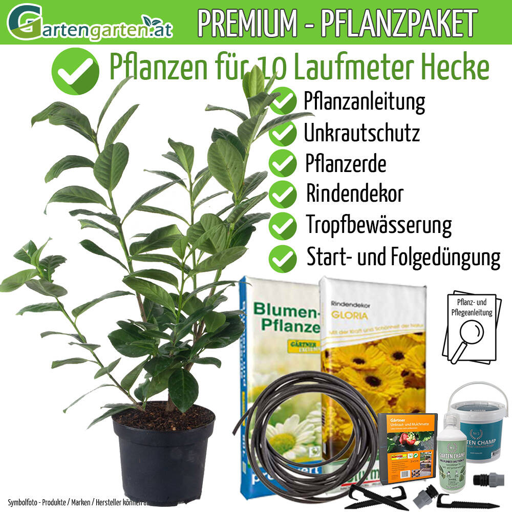Kirschlorbeer Novita 60-80cm - Pflanzpaket fr 10 Meter, 473,50