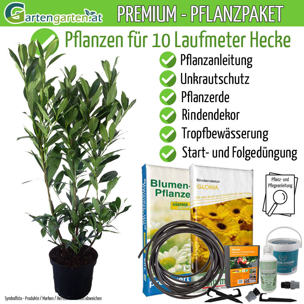 Kirschlorbeer Genolia 80-100cm - Pflanzpaket fr 10 Meter, 628,00