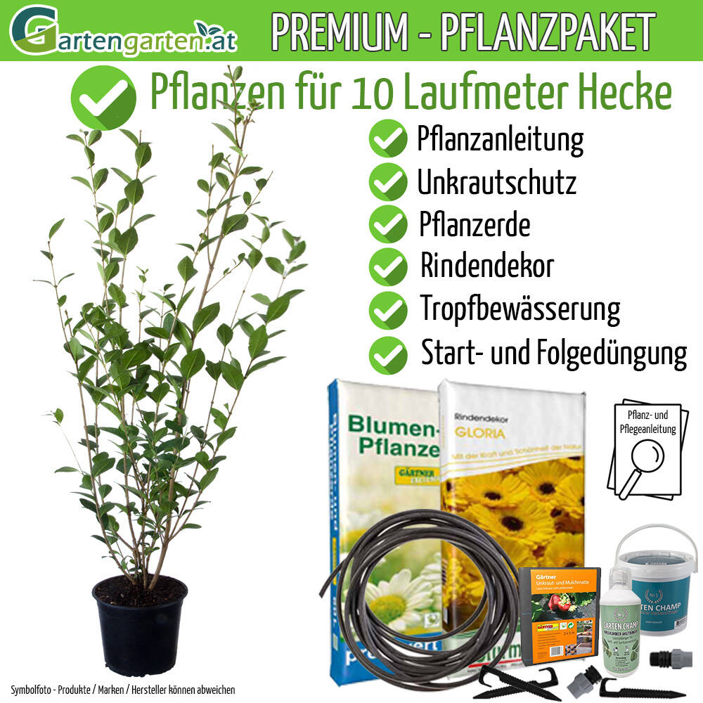 bunter liguster Gemeiner Liguster (Ligustrum vulgare) | 40-60 cm im Topf
