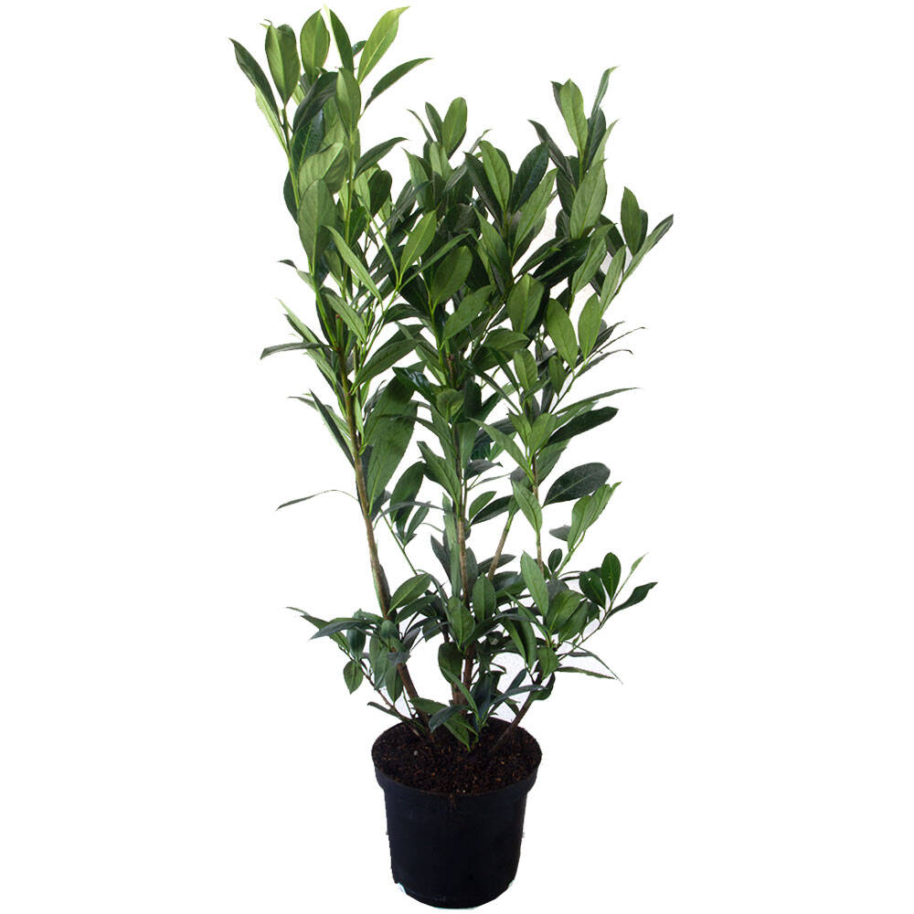 diervilla lonicera dilon Diervilla lonicera 'Dilon' (Diervilla lonicera 'Dilon') hier günstig kaufen  – Mitteldeutsche-Baumschulen
