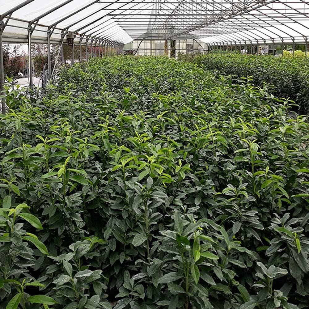 Kirschlorbeer Genolia - Schmale Heckenpflanze B-Ware | Winterhart & ,  22,91