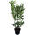 Kirschlorbeer Genolia® - 100-120cm | B-WARE