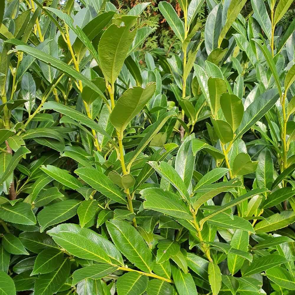 welcher kirschlorbeer ist winterhart Kirschlorbeer Prunus laurocerasus Novita Heckenpflanze Blatt grün main image 1
