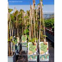 Kiwi selbstfruchtbar Boskoop 70+cm