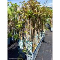 Clematis Grandiflora Alba 70+cm im C2