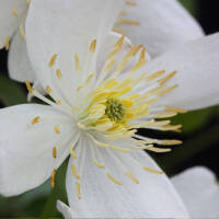 Clematis Grandiflora Alba 70+cm im C2