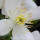Clematis Grandiflora Alba 70+cm im C2
