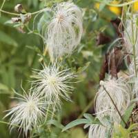 Clematis Gold-Waldrebe 70+cm im C2