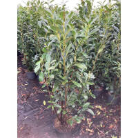 Kirschlorbeer Elly® 125-150cm | B-WARE