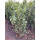 Kirschlorbeer Elly® 125-150cm | B-WARE