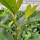 Kirschlorbeer Caucasica Fontanette® 150-175cm im 15l Topf
