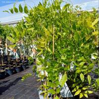Blauregen Rosea 80-100cm