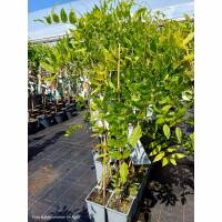 Blauregen Prolific 80-100cm