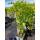 Blauregen Prolific 80-100cm