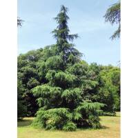 Himalaya-Zeder 80-100cm am Ballen