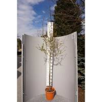 Granatapfel Wonderful Stammhöhe 80cm im Co