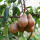 Birne Boscs Flaschenbirne Halbstamm