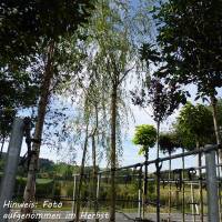 Trauerweide Tristis Hochstamm 8/10 im Co