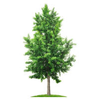 Fächerblattbaum | Ginkgo 100-125cm im Co