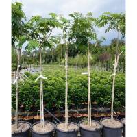 Seidenbaum Ombrella Stammhöhe 140cm | 8-10cm Stammumfang im Co