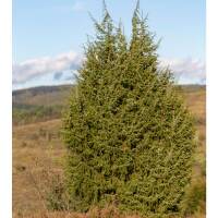 Echter Wacholder 150-175cm