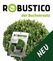 Ilex crenata Robustico Kugel  80cm