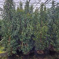 Portugiesischer Lorbeer Angustifolia 200-225cm im 45l Topf