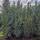 Portugiesischer Lorbeer Angustifolia 200-225cm im 45l Topf