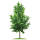 Fächerblattbaum | Ginkgo 125-150cm