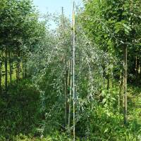 Weidenblättrige Birne Pendula Hochstamm | 8-10cm Stammumfang