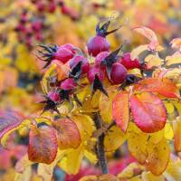 Apfel-Rose 60-80cm