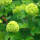 Gefüllter Schneeball Roseum 100-125cm