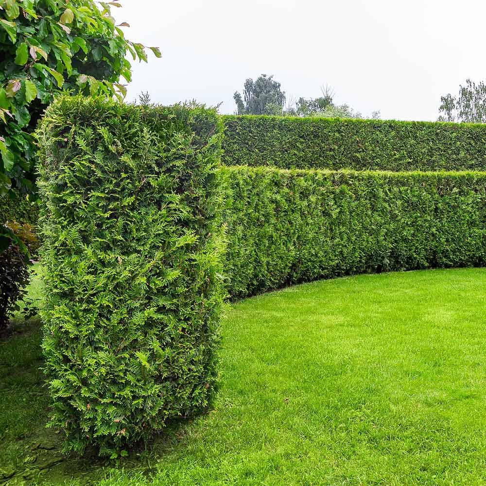 Thuja 'Brabant' Solitr bestellen und liefern lassen, 215,56