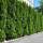 Thuja Smaragd 100cm+ am Ballen
