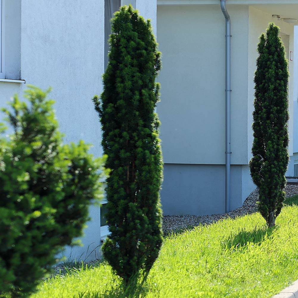 welcher dünger für olivenbaum im topf Purgrün Olivenbaum-Dünger 1 Liter