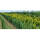 Goldsäulen-Eibe Fastigiata Aurea 60-80cm