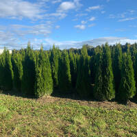 Thuja Smaragd Solitär 350-400cm