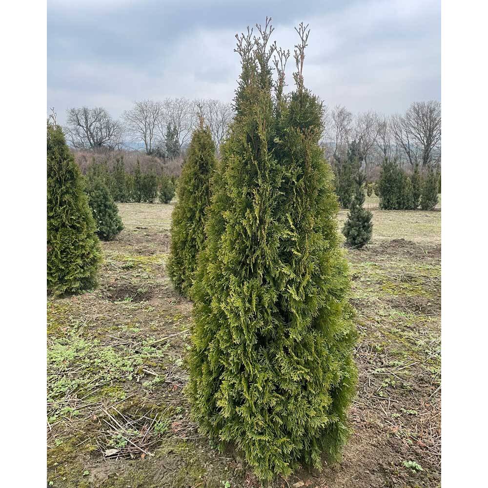 Thuja occidentalis 'Smaragd'  Immergrne Heckenpflanze kaufen, 19,85