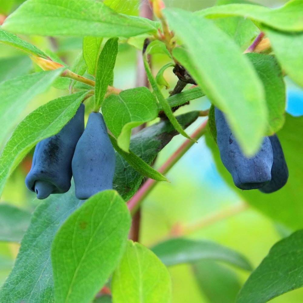 Lonicera kamtschatica Morena  Kamtschatka-Beere, 22,70