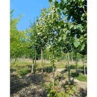 Stadt-Linde Greenspire Hochstamm | 14-16cm Stammumfang