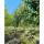 Stadt-Linde Greenspire Hochstamm | 14-16cm Stammumfang