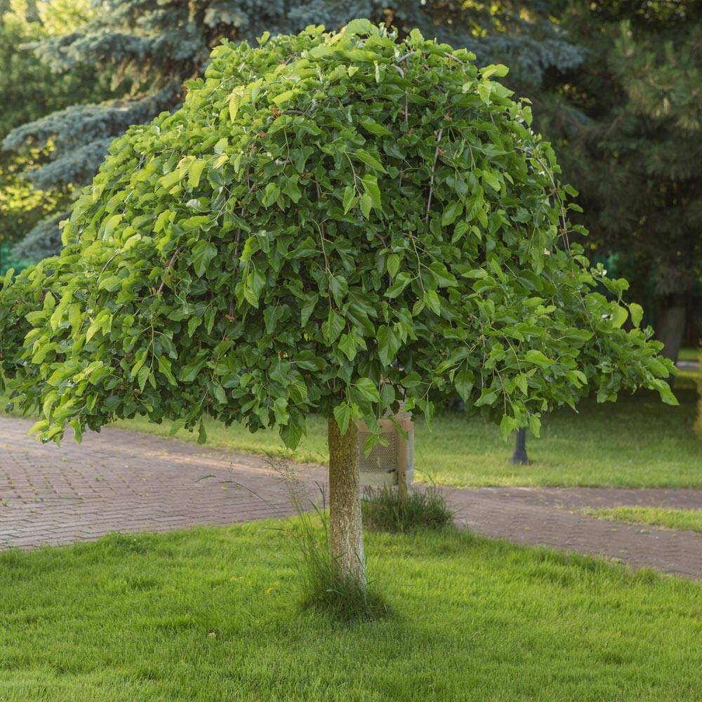Maulbeerbaum 'Pendula' bestellen und liefern lassen, 180,41