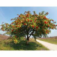 Eberesche Hochstamm | Stammumfang 10-12cm