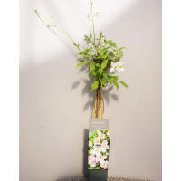Clematis Rubens 60cm C2