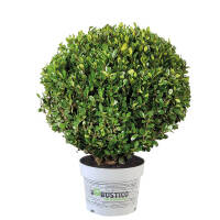 Ilex crenata Robustico Kugel  60cm