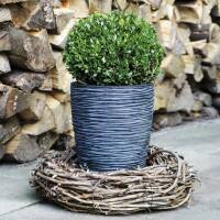 Ilex crenata Robustico Kugel  60cm